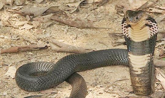 眼镜王蛇咬人视频,眼镜王蛇咬人事件全程回顾