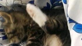 舔老公菊花视频下载,舔老公菊花视频下载背后的故事