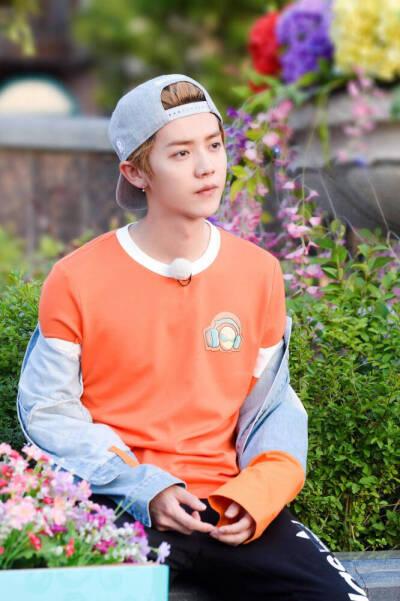 明星IP效应 鹿晗,明星IP效应下的流量担当与品牌价值