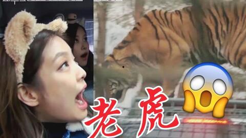 虎 破 在线播放,在线观看惊心动魄的武侠传奇